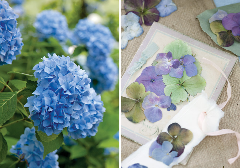 Widely acclaimed for their striking colors and showy blossoms, hydrangeas welcome summer with their signature billowy blooms. 