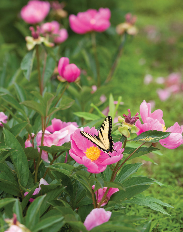 A giant swallowtail butterfly sips nectar from a ‘Phoenix Purple’ peony.