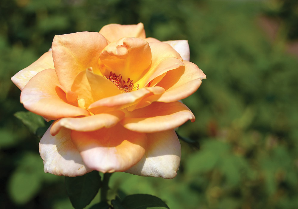 Everything you need to know about planting roses in your garden. 