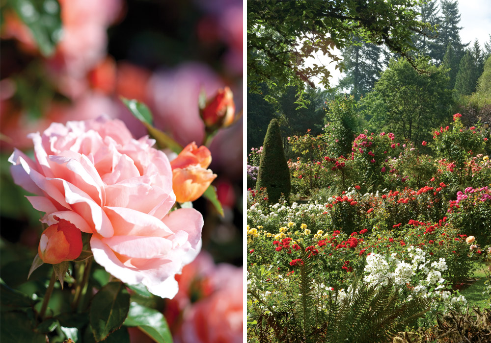 Delight in a sensory feast of scent and color at the International Rose Test Garden in Washington Park in Portland, Oregon.