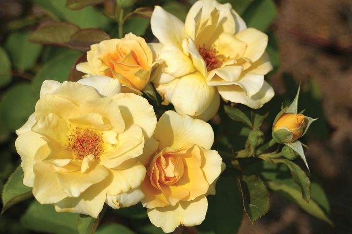 Everything you need to know about planting roses in your garden.