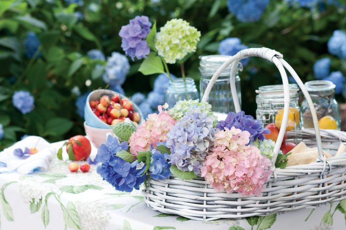Widely acclaimed for their striking colors and showy blossoms, hydrangeas welcome summer with their signature billowy blooms.