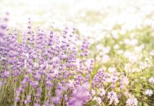 Five Ideas for Incorporating Lavender into Your Day