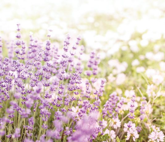 Five Ideas for Incorporating Lavender into Your Day